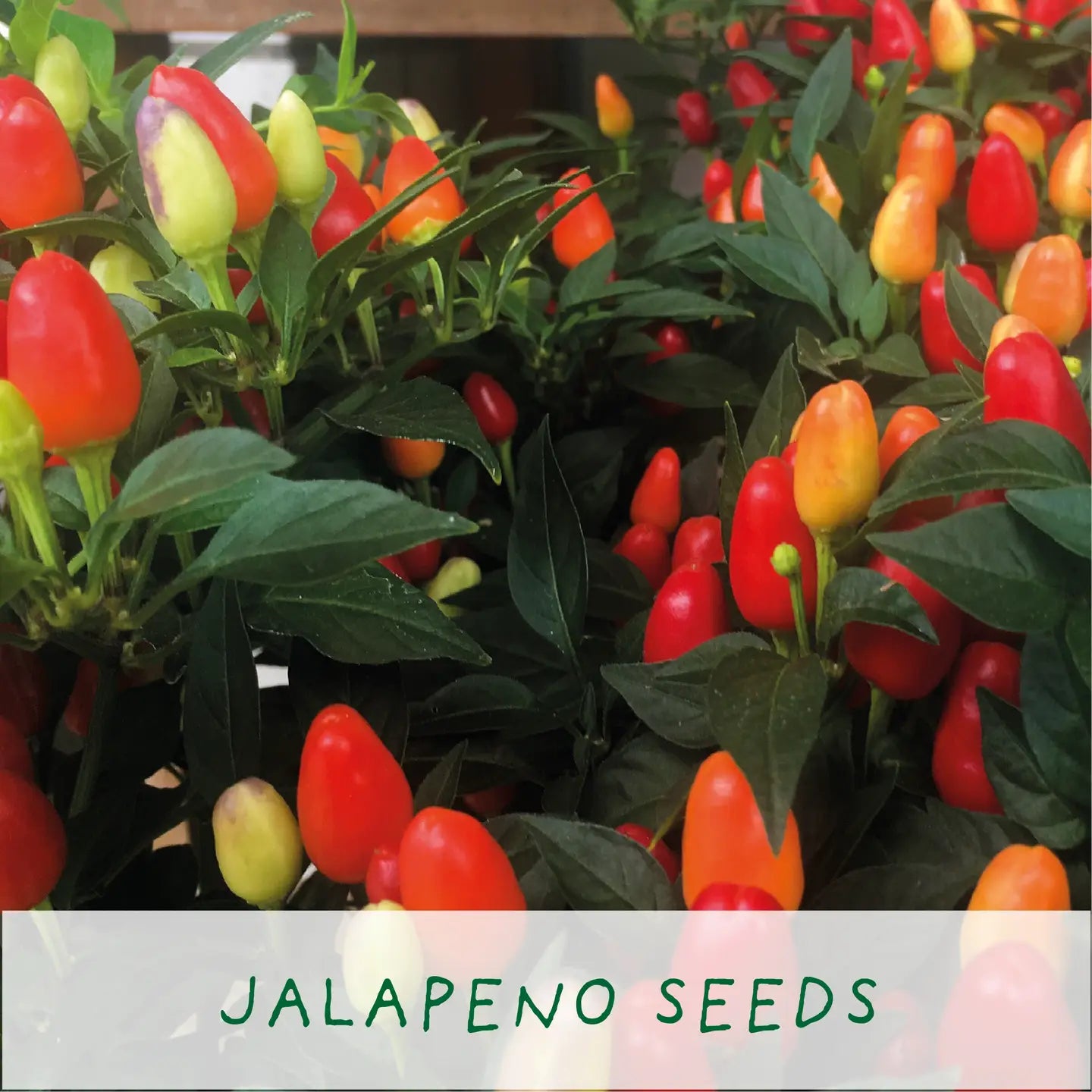 Mini Grow Your Own Jalapeno Chillies Kit